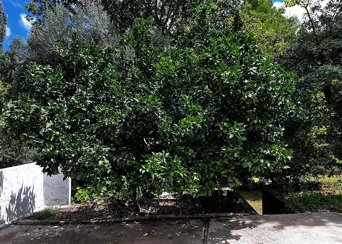 Кемпинг Glamping De Cerveira